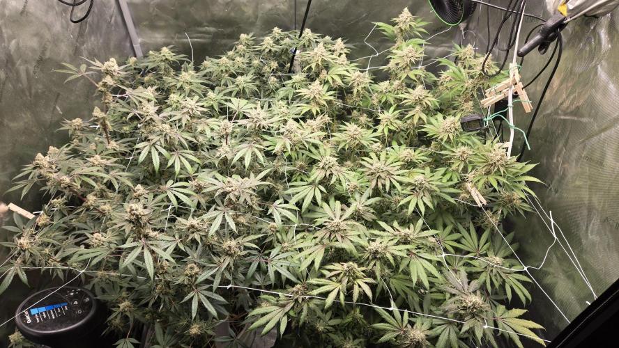 Garlic, Orange, Granny, Lum. Week 12