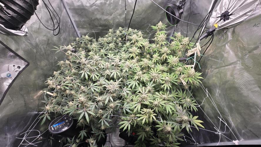 Garlic, Orange, Granny, Lum. Week 12