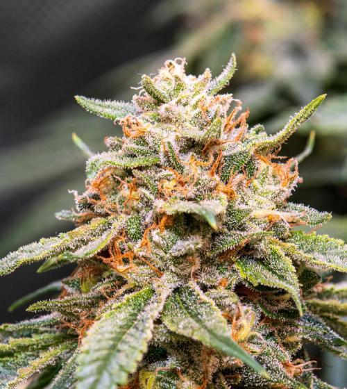 Garlic, Orange, Granny, Lum. Week 13 - LUM1