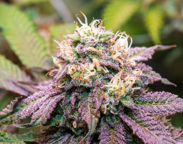 Garlic, Orange, Granny, Lum. Week 13 - GAR