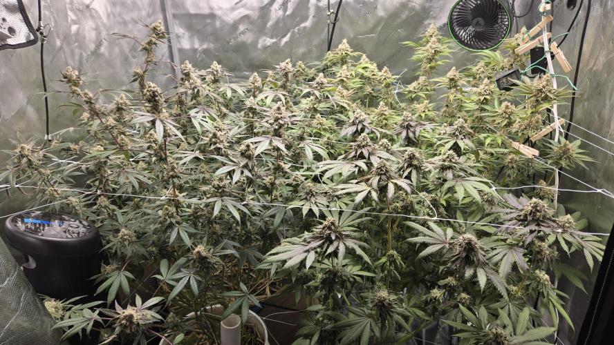 Garlic, Orange, Granny, Lum. Week 13