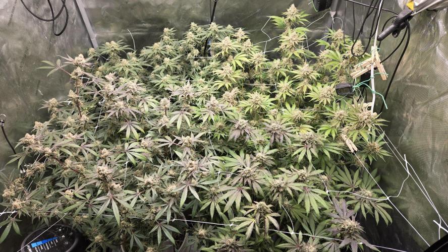 Garlic, Orange, Granny, Lum. Week 13