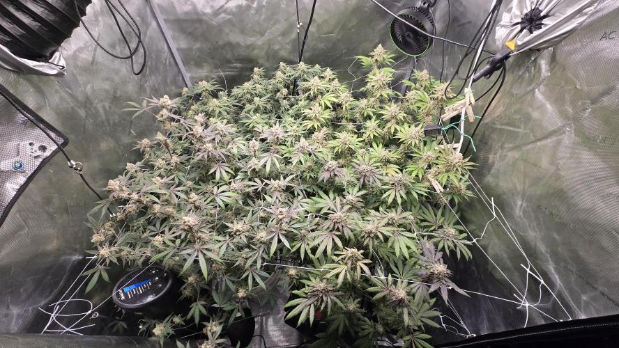 Garlic, Orange, Granny, Lum. Week 13