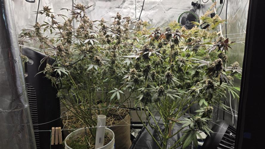 Garlic, Orange, Granny, Lum. Week 14