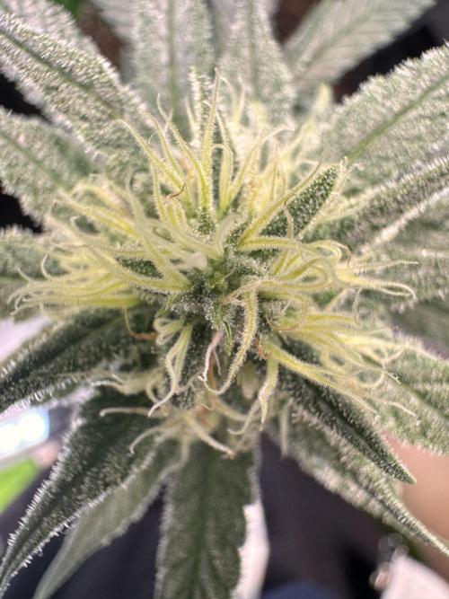 Papaya Zoap - Sweet Seeds. Week 8