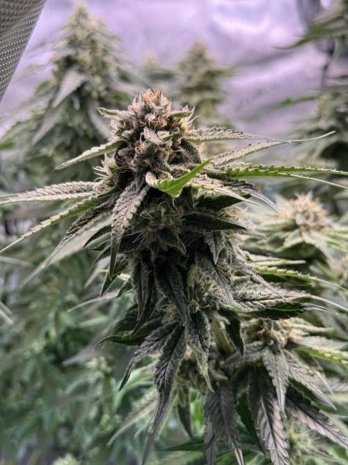 Papaya Zoap - Sweet Seeds. Week 8