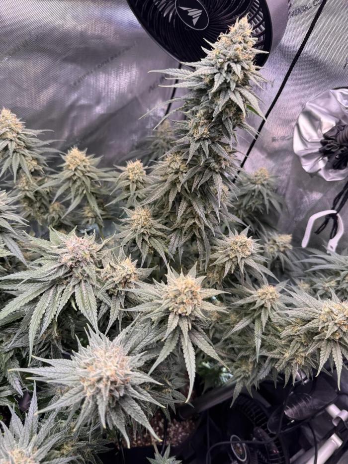 Dr. Grinspoon. Week 10