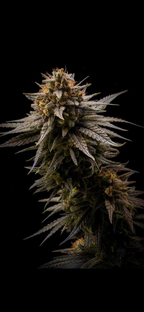 Dr. Grinspoon. Week 11