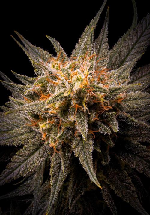 Dr. Grinspoon. Week 11