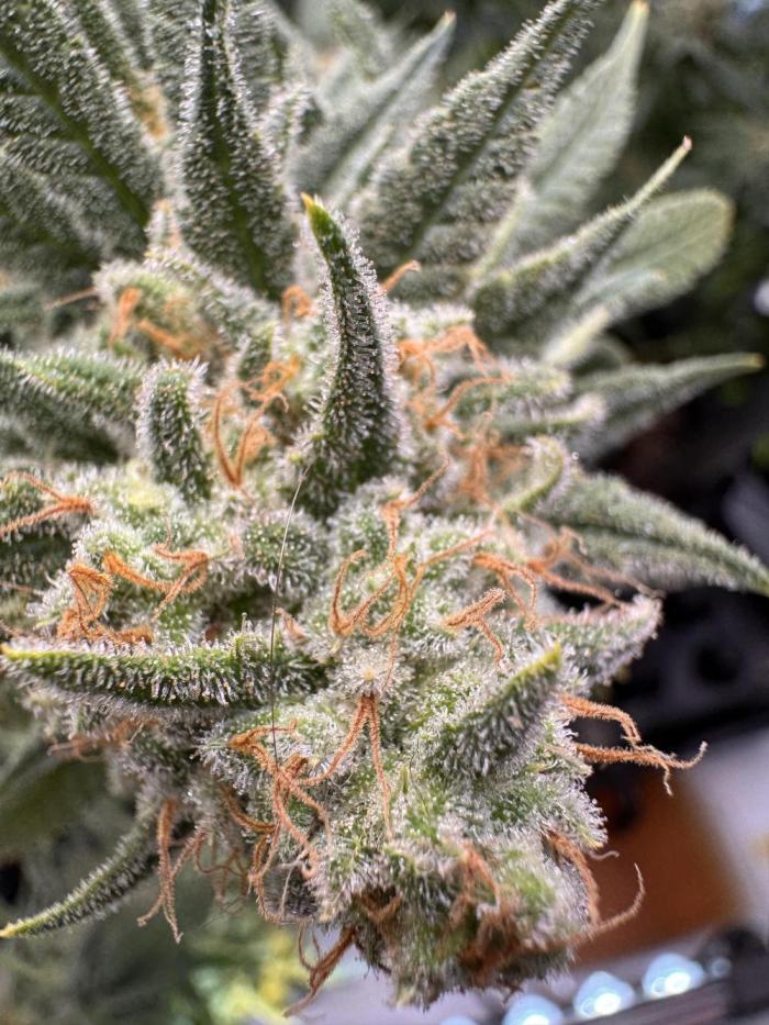 Dr. Grinspoon. Week 12