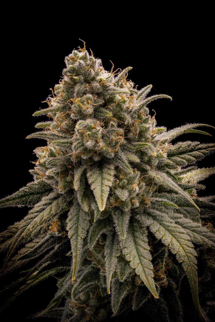 Dr. Grinspoon. Week 13 -  