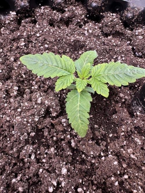 Grounded Genetics. Week 1 -  