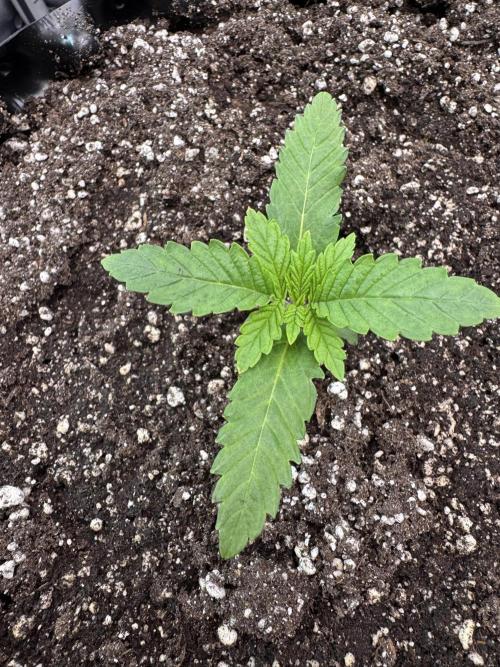 Grounded Genetics. Week 1 -  