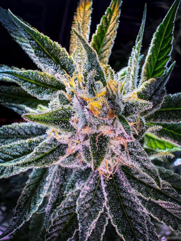 Papaya Zoap - Sweet Seeds. Week 9