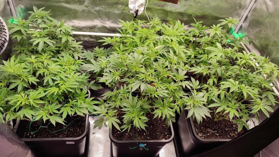 Insane og. Week 6 - Kräftig entlaubt bevor der Blüte 