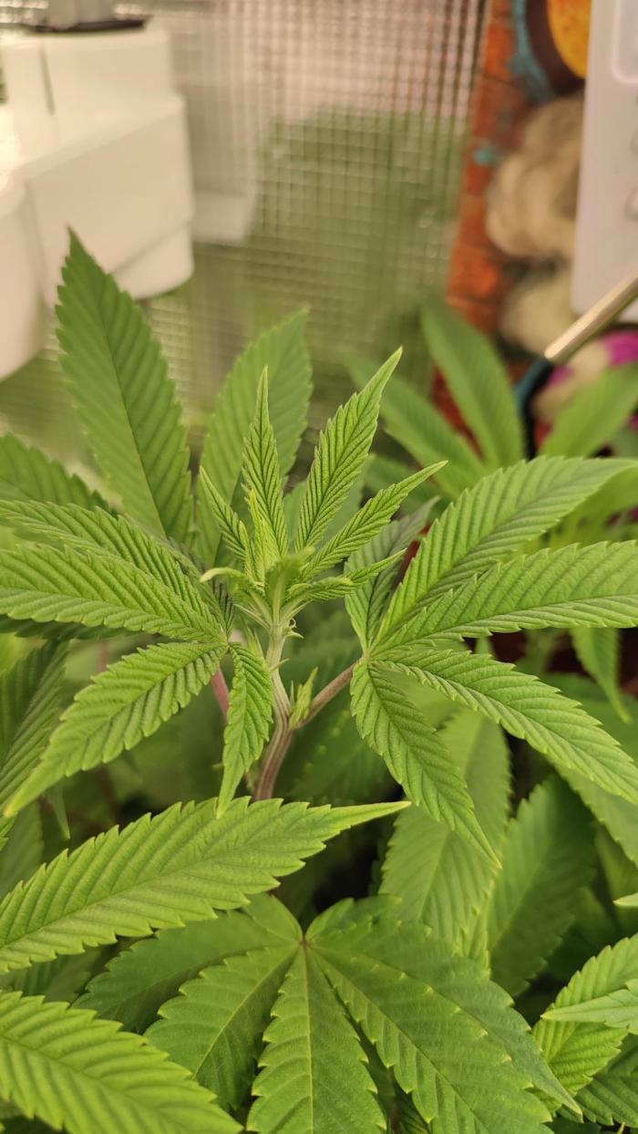 Insane og. Week 2 - Starting to Flower 