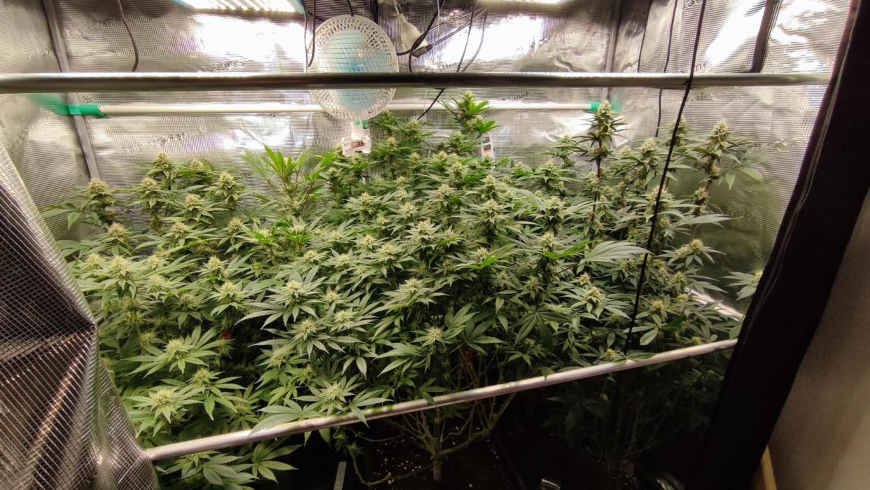 Insane og. Week 6 - Thickening up now