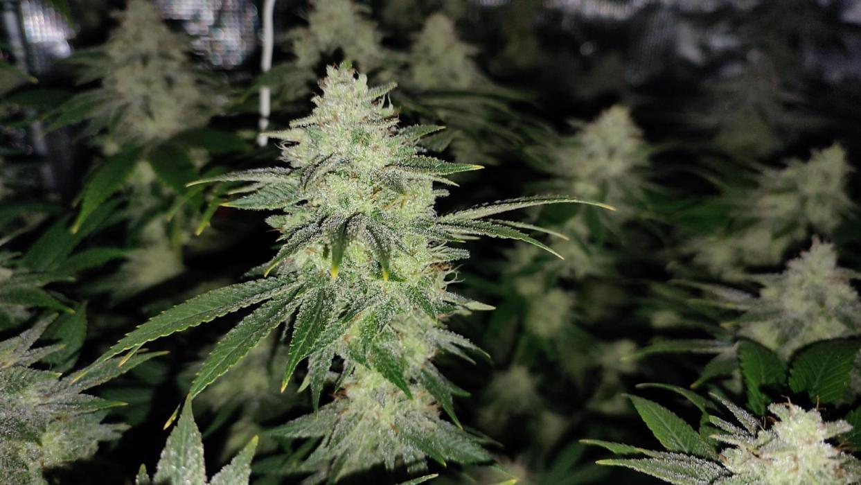 Insane og. Week 9 - Og Takes a while 