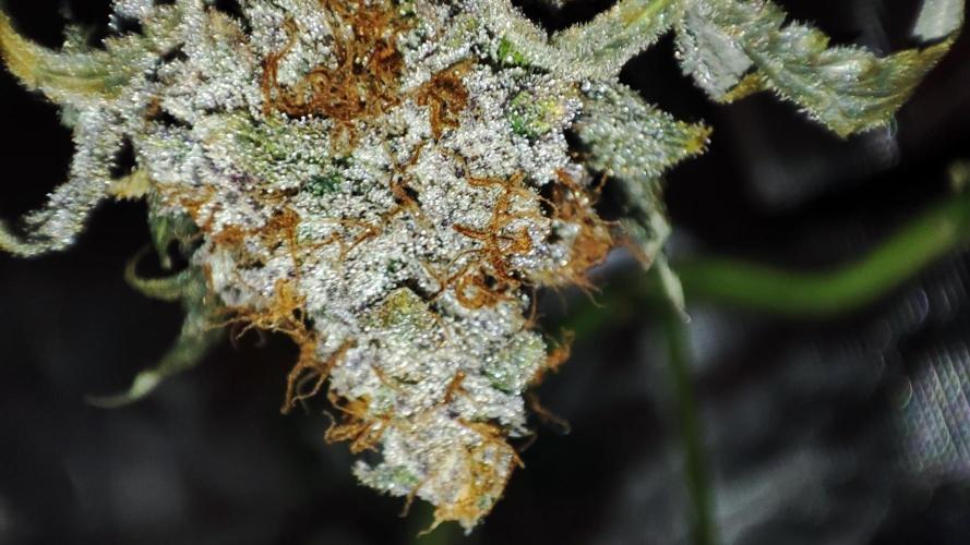 Insane og. Week 10