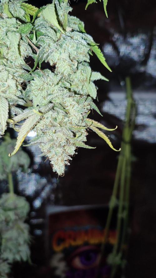 Insane og. Week 10