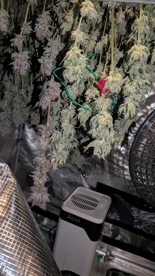 Insane og. Week 10