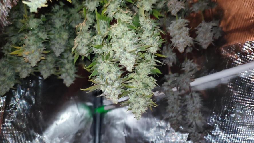 Insane og. Week 10
