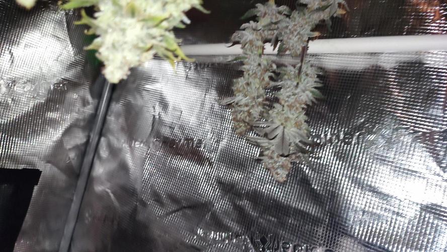 Insane og. Week 10