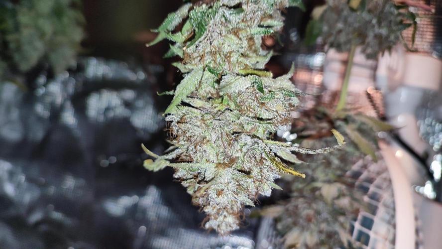 Insane og. Week 10