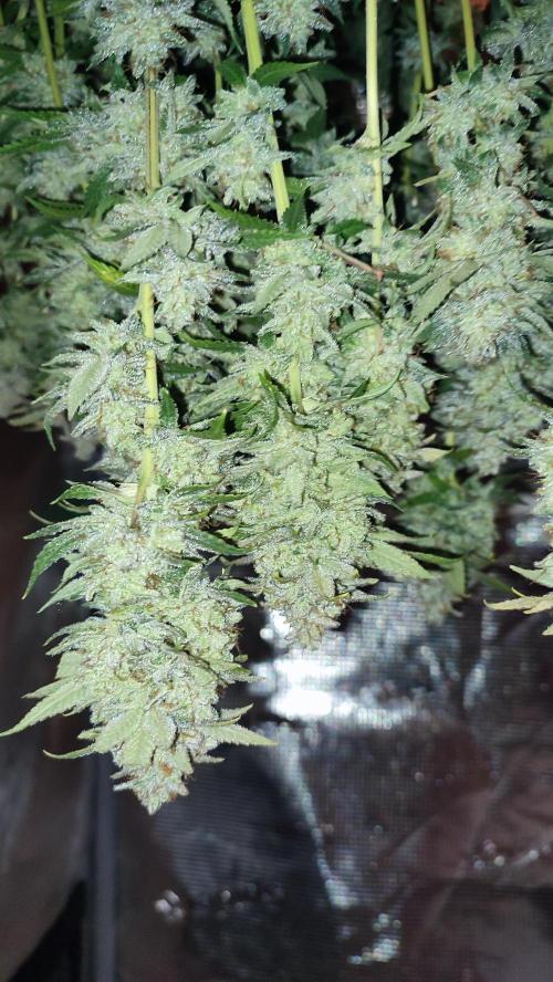 Insane og. Week 10
