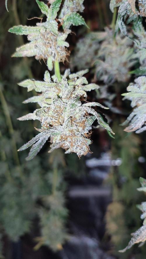 Insane og. Week 10