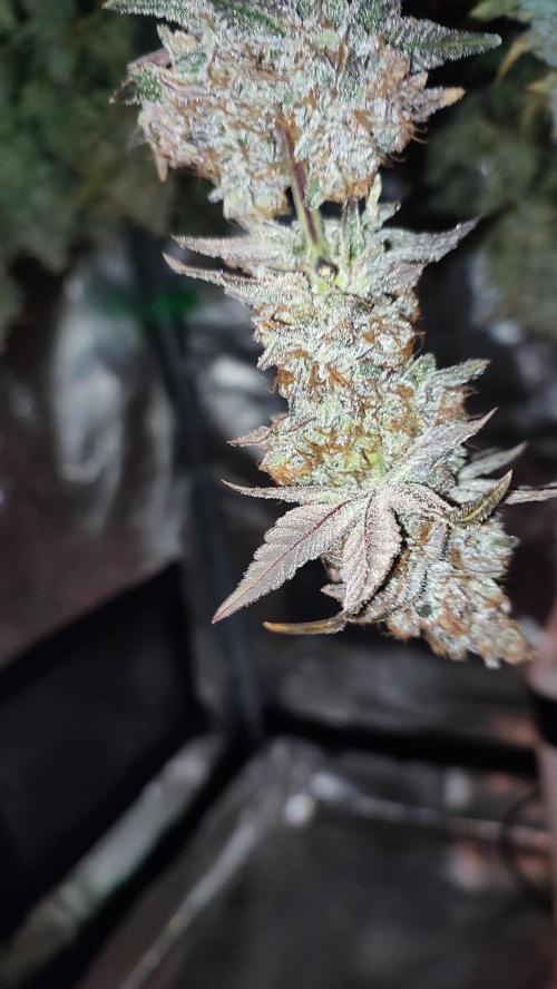 Insane og. Week 10
