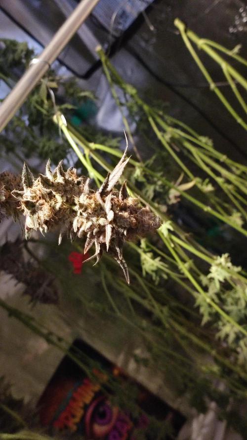 Insane og. Week 10