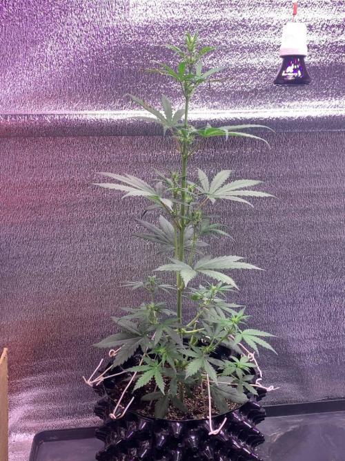 XetHerrer