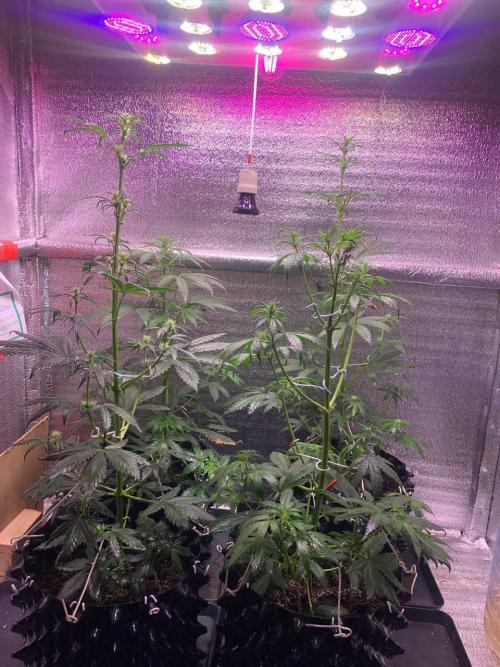 XetHerrer