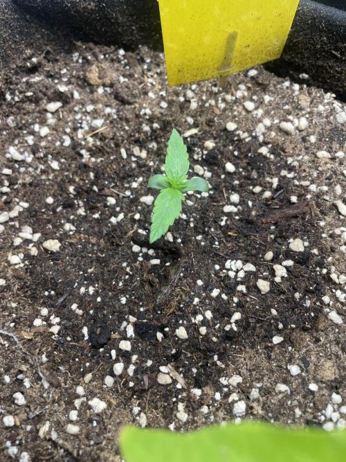 First Auto Grow. Week 0 - 29.10.25