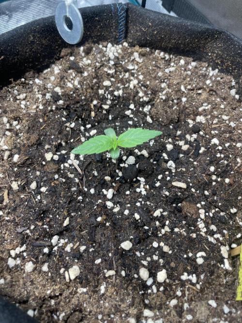 First Auto Grow. Week 0 - 29.10.25