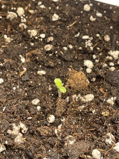 First Auto Grow. Week 1