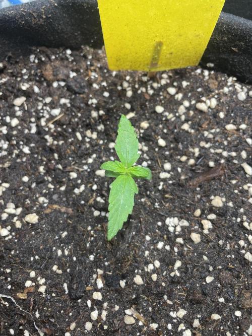 First Auto Grow. Week 1