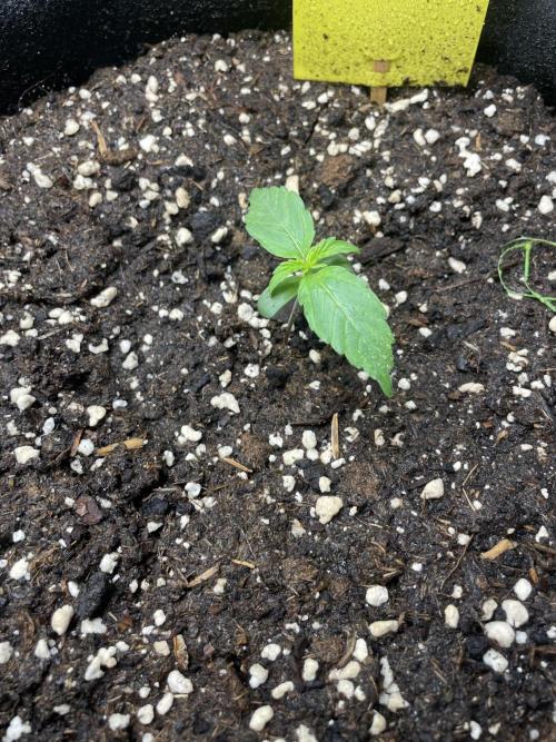 First Auto Grow. Week 1