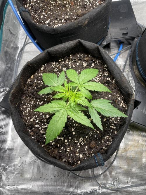 First Auto Grow. Week 2