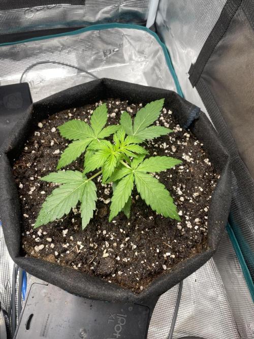 First Auto Grow. Week 2
