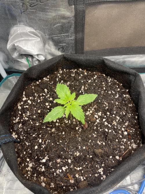 First Auto Grow. Week 2