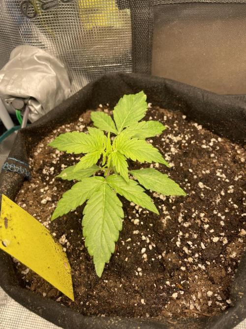 First Auto Grow. Week 2