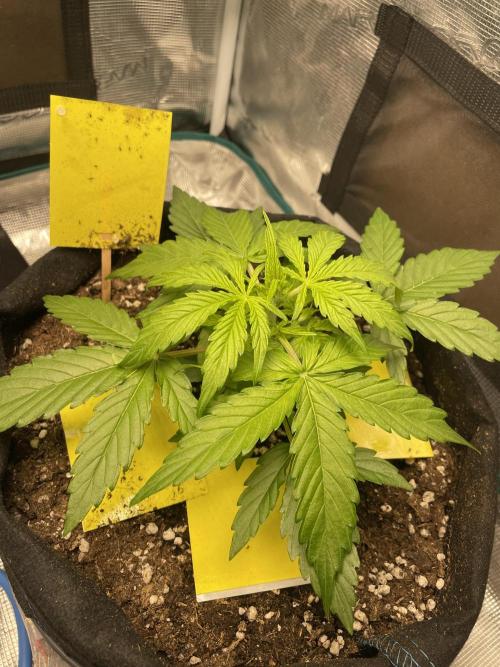 First Auto Grow. Week 2