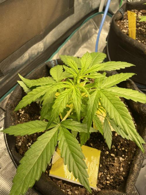 First Auto Grow. Week 2