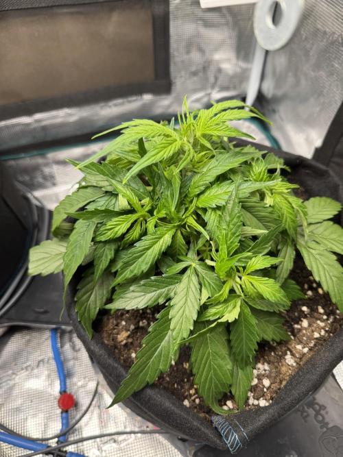 First Auto Grow. Week 3