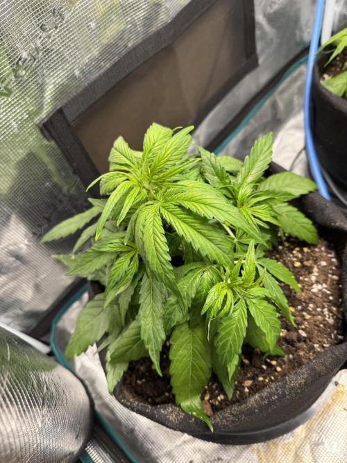 First Auto Grow. Week 3