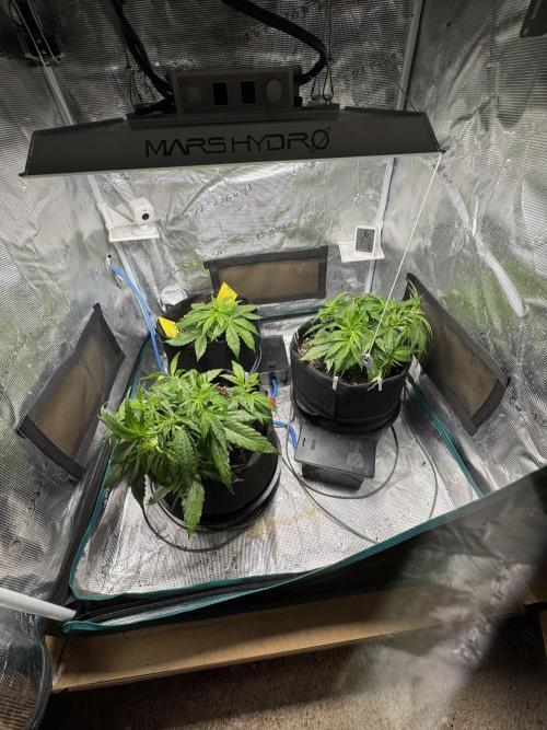 First Auto Grow. Week 3