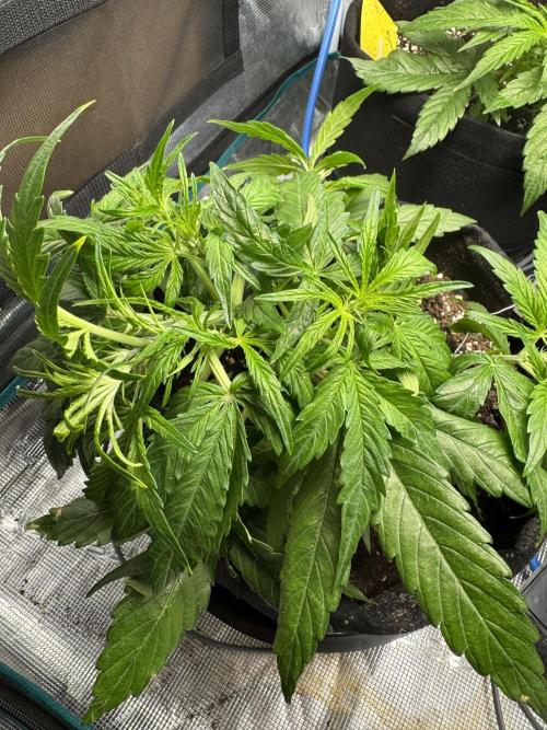 First Auto Grow. Week 3