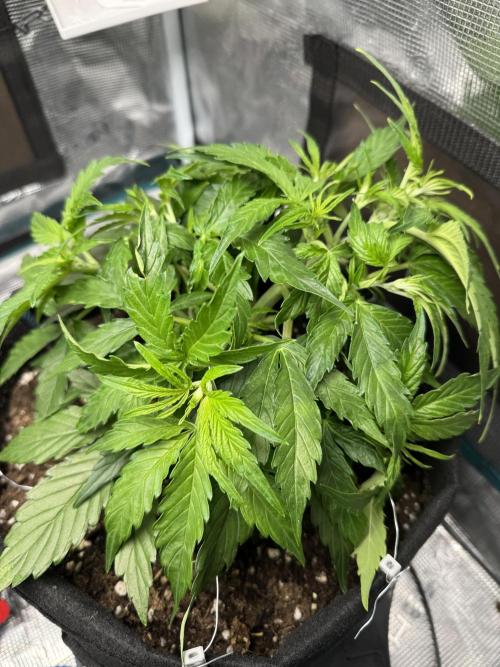 First Auto Grow. Week 3